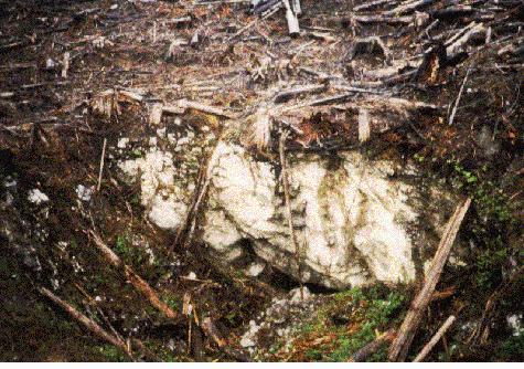 old growth forest with cave entrance , after the logging