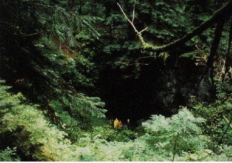 old growth forest with cave entrance