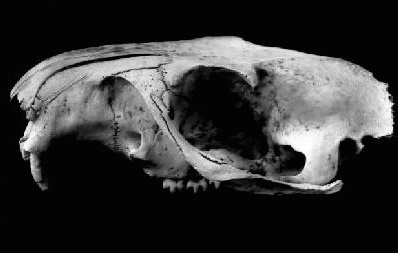 marmot skull with cut marks on rostrum