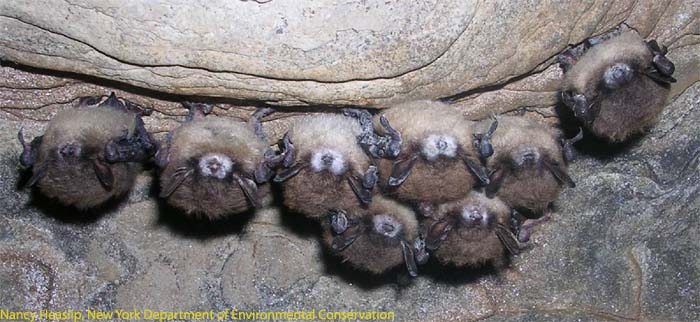 White-nose syndrome in New York