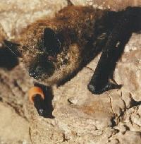bandbat.jpg
