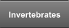 Invertebrates