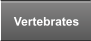 Vertebrates