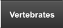 Vertebrates